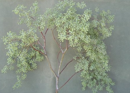 Eucalyptus Seeded Flatberry Naked Eucalyptus Greens Foliages And Branches Flowers By